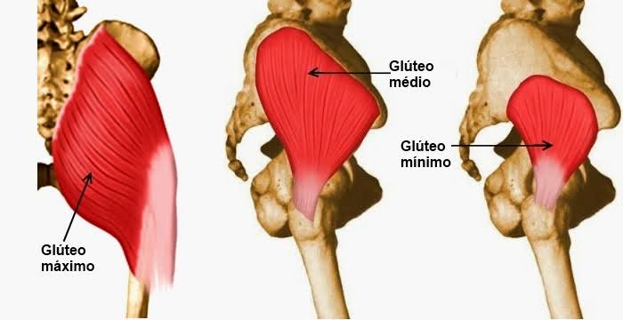 Músculos do glúteo